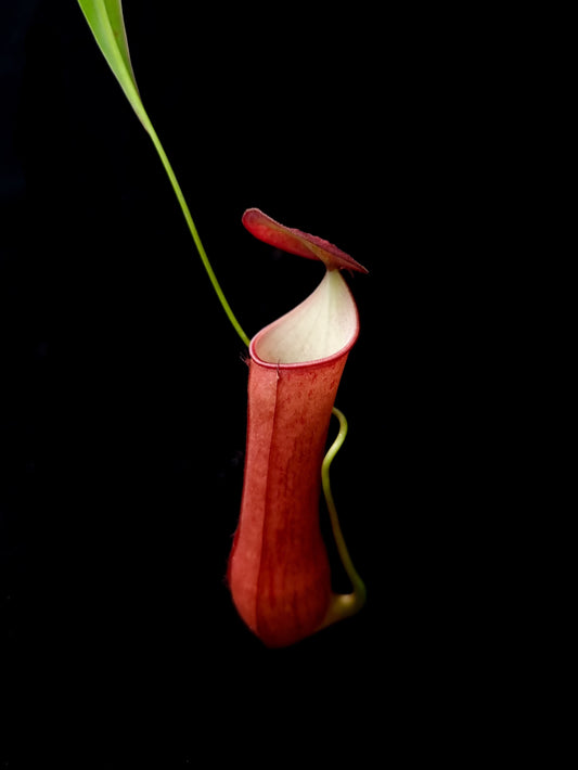 Nepenthes gracilis red pitcher plant sale Singapore pitcher detail