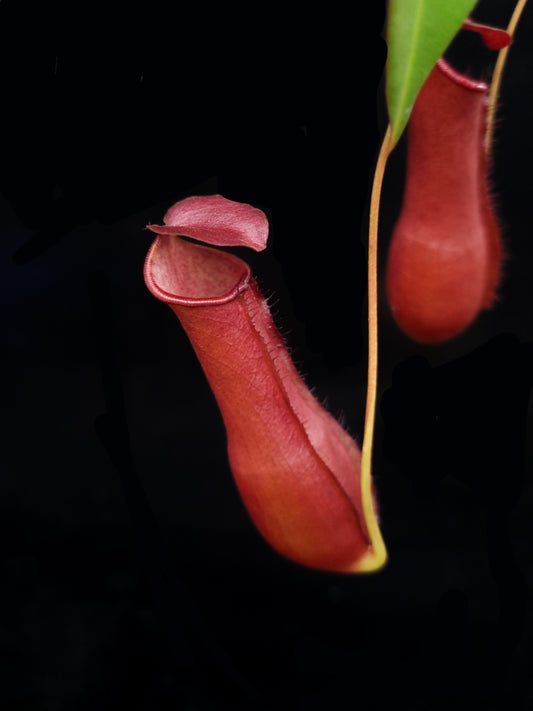 Nepenthes x bauensis pitcher plant sale Singapore pitcher detail