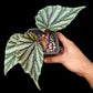 Begonia sp. Irian Jaya U682 potted plant sale Singapore top view