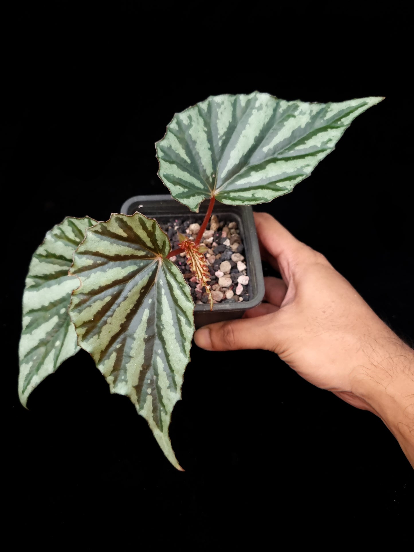 Begonia sp. Irian Jaya U682 potted plant sale Singapore top view