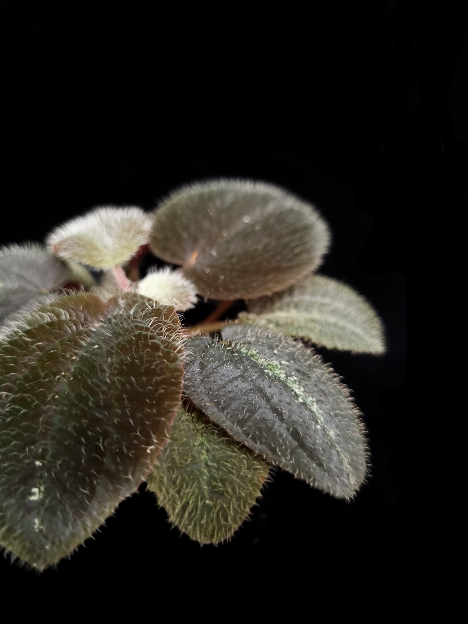 Bertolonia maculata sale Singapore potted plant leaf detail