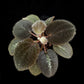 Bertolonia maculata sale Singapore potted plant top view