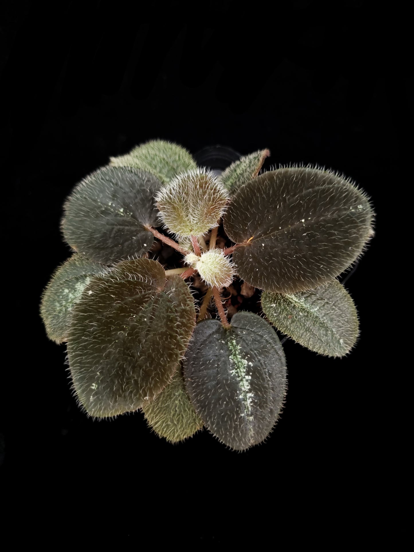 Bertolonia maculata sale Singapore potted plant top view