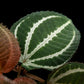 phyllagathis sonerila medinilla sarcopyramis sale Singapore leaf detail