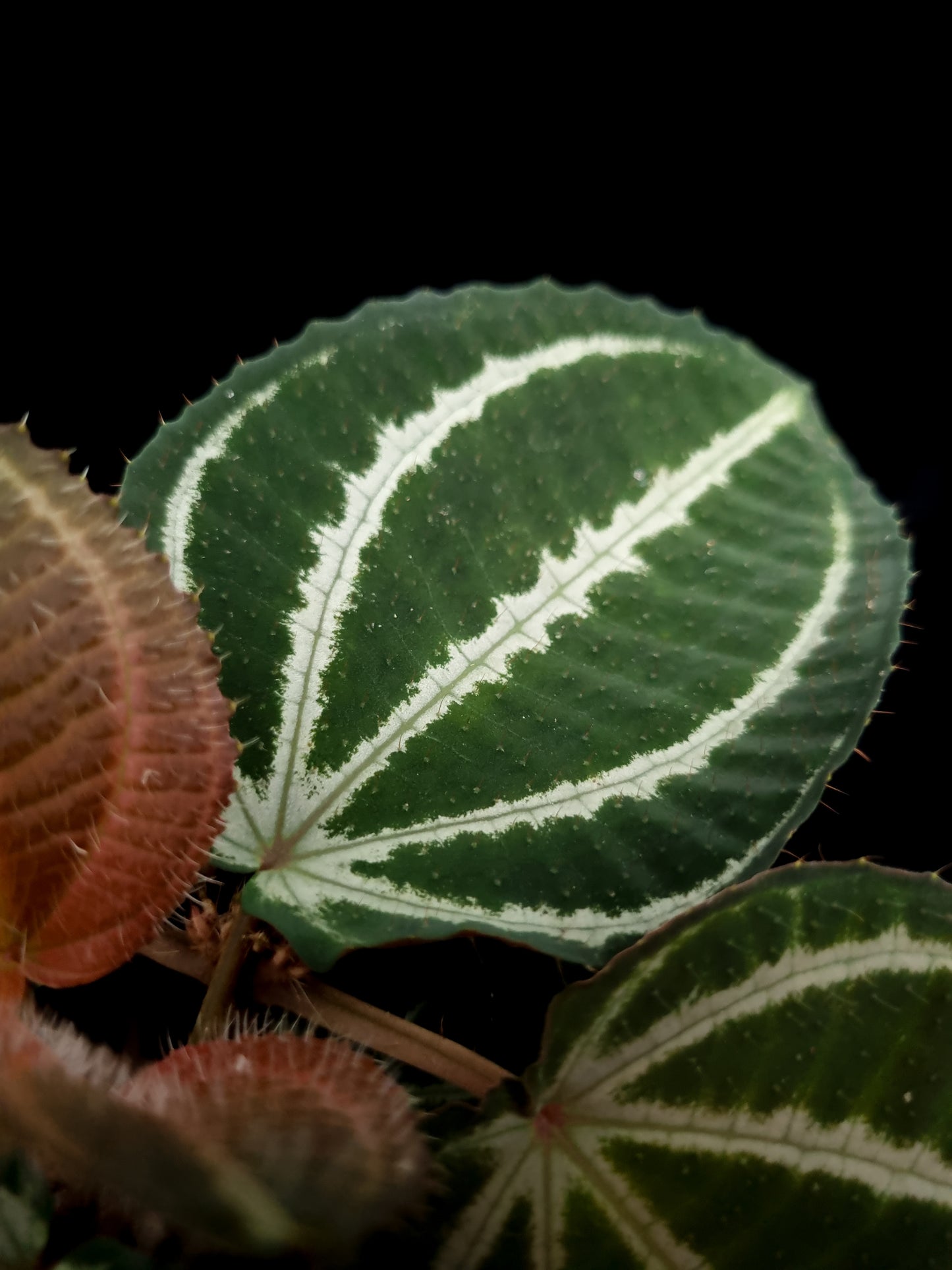 phyllagathis sonerila medinilla sarcopyramis sale Singapore leaf detail