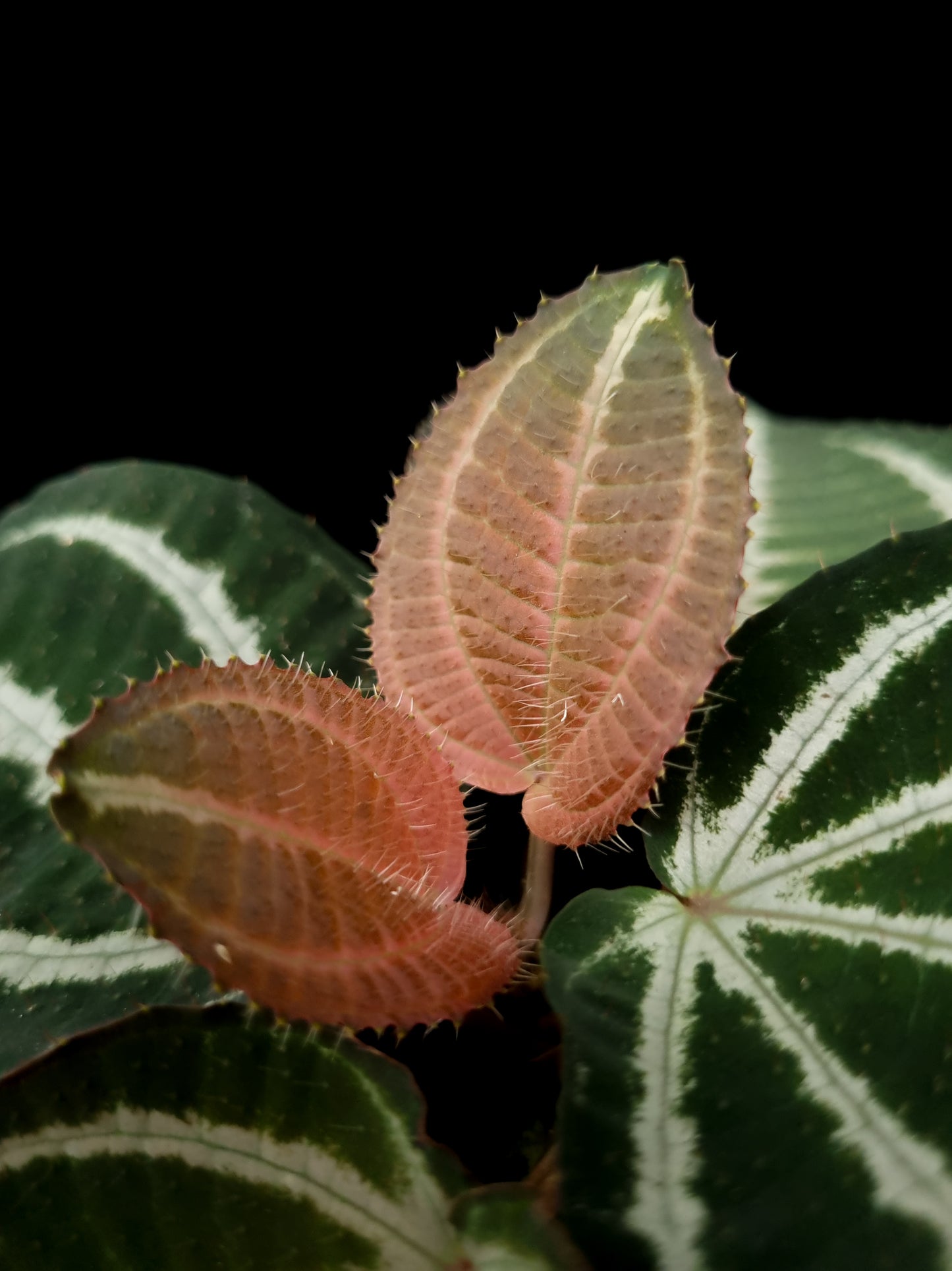 phyllagathis sonerila medinilla sarcopyramis sale Singapore new growth