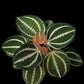 phyllagathis sonerila medinilla sarcopyramis sale Singapore top view