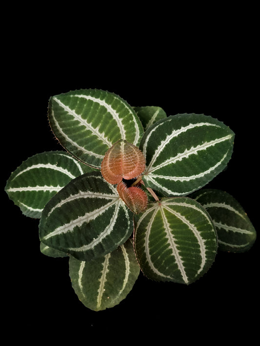 phyllagathis sonerila medinilla sarcopyramis sale Singapore top view