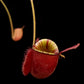 Nepenthes ampullaria pitcher plant carnivorous plants sale Singapore side view