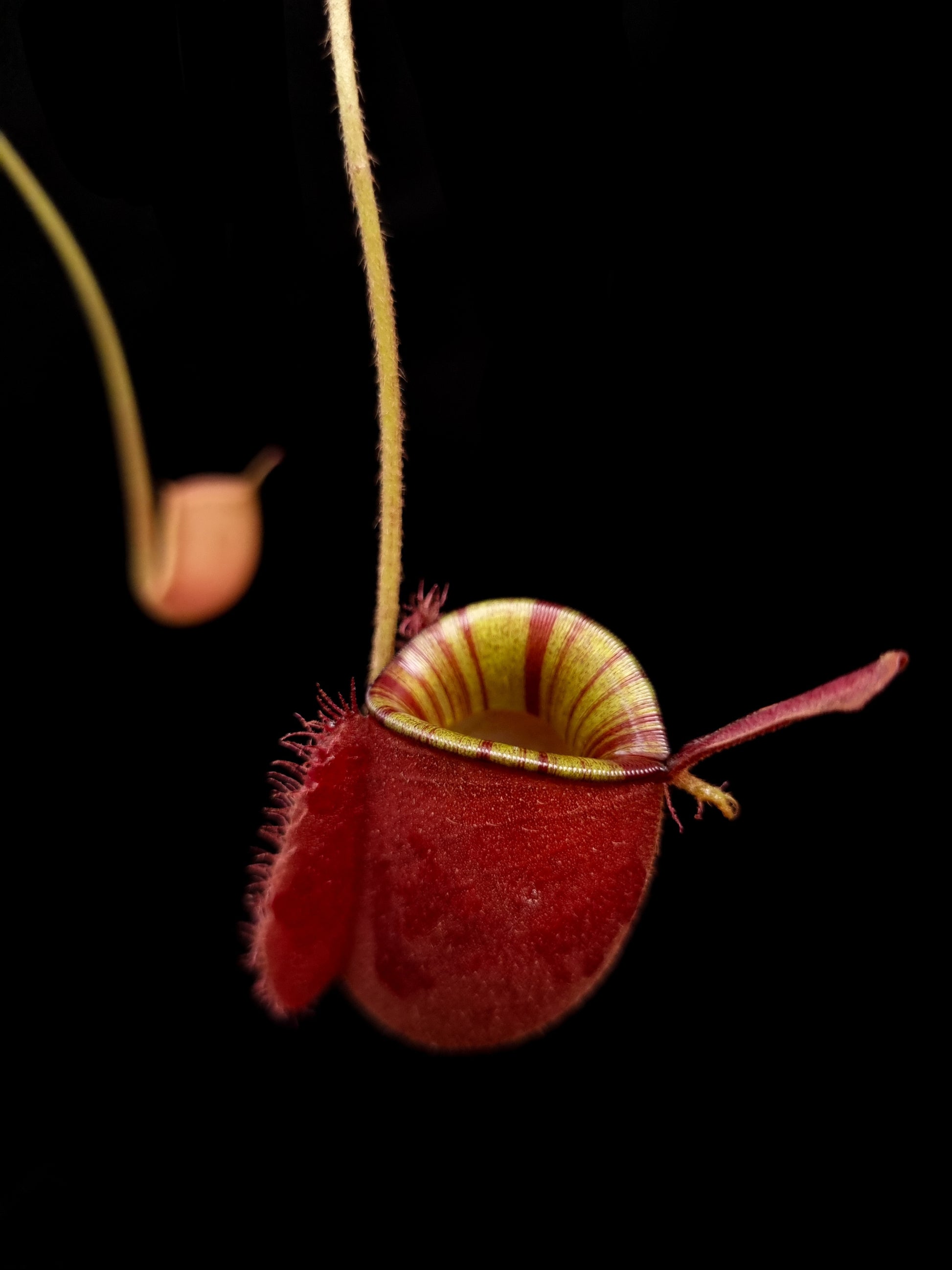 Nepenthes ampullaria pitcher plant carnivorous plants sale Singapore side view