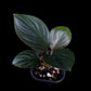 Homalomena sp. Bogor sale Singapore potted plant top view