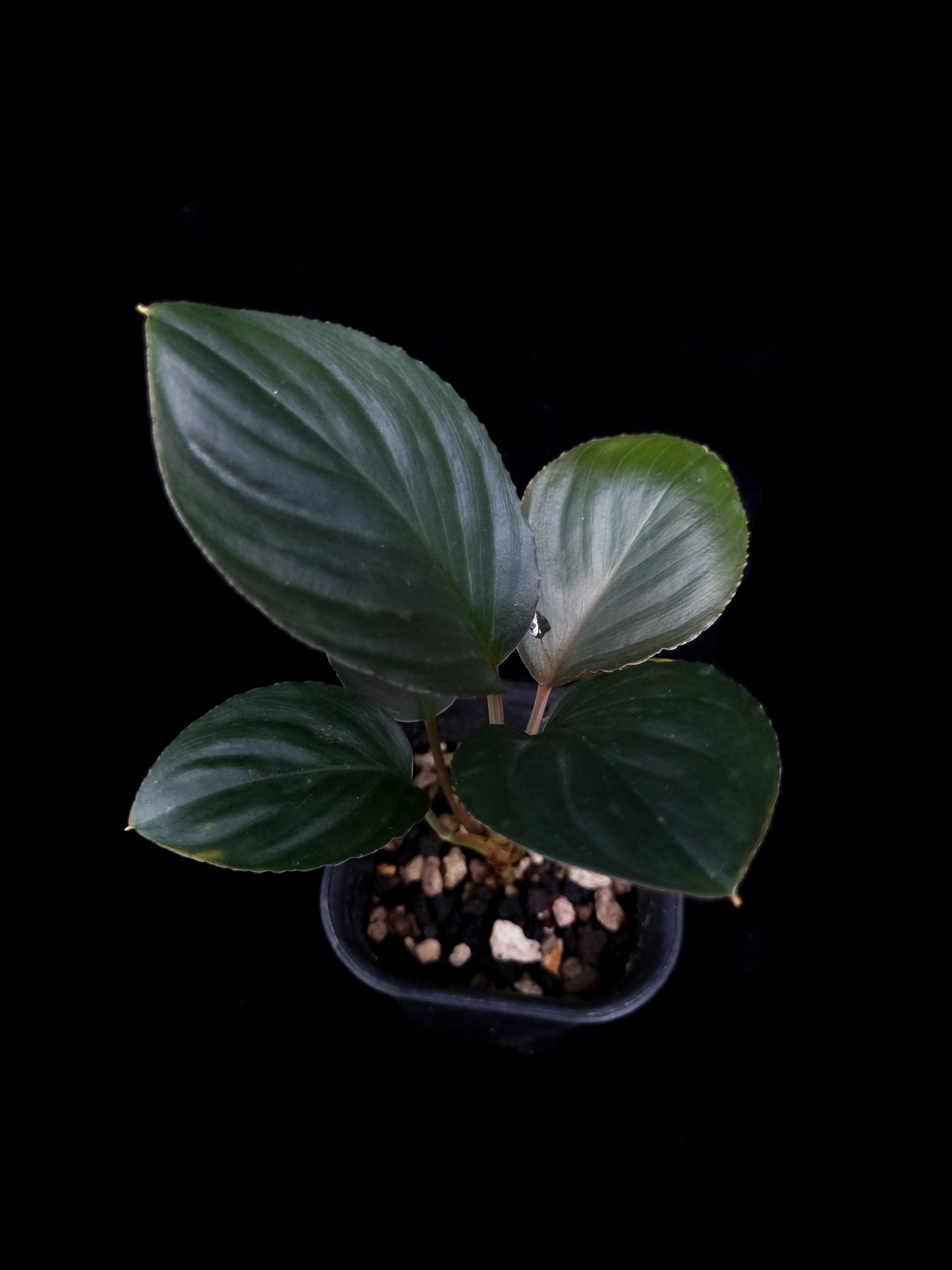 Homalomena sp. Bogor sale Singapore potted plant top view