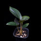 Homalomena sp. Bogor sale Singapore potted plant side view