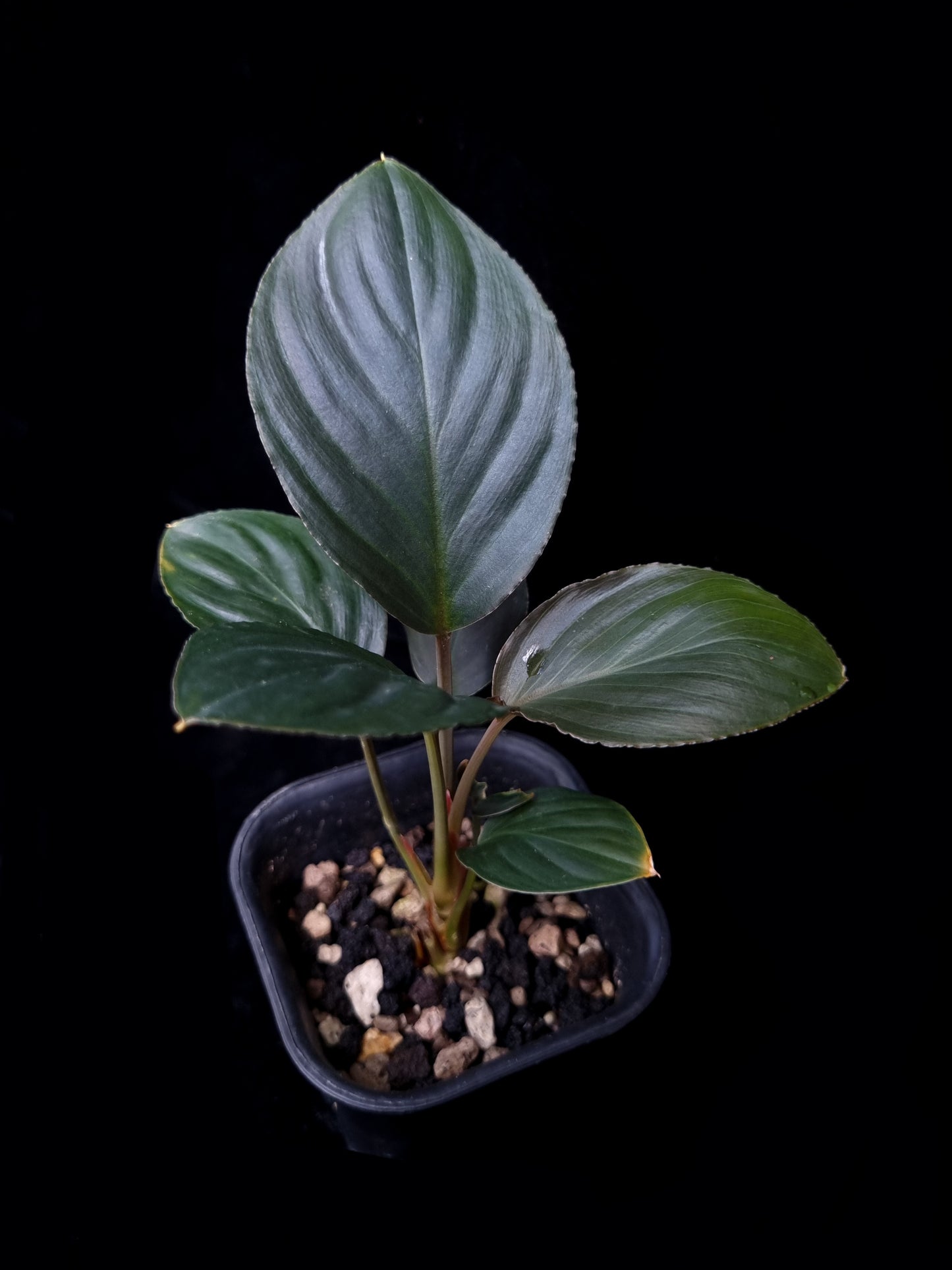 Homalomena sp. Bogor sale Singapore potted plant top view