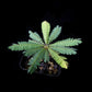 Biophytum sensitivum sale Singapore top view