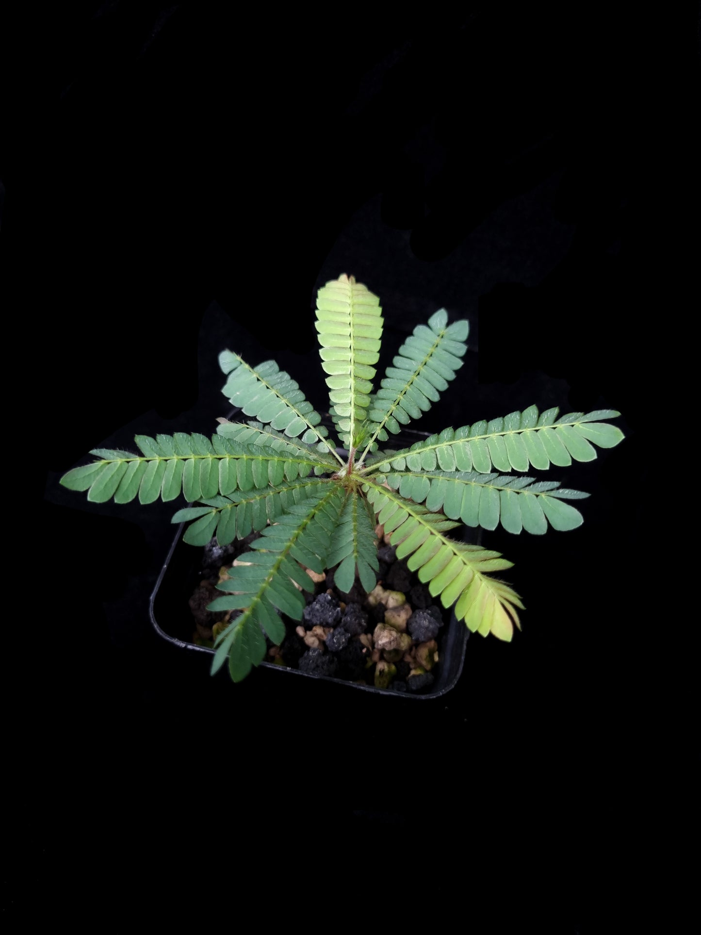 Biophytum sensitivum sale Singapore top view