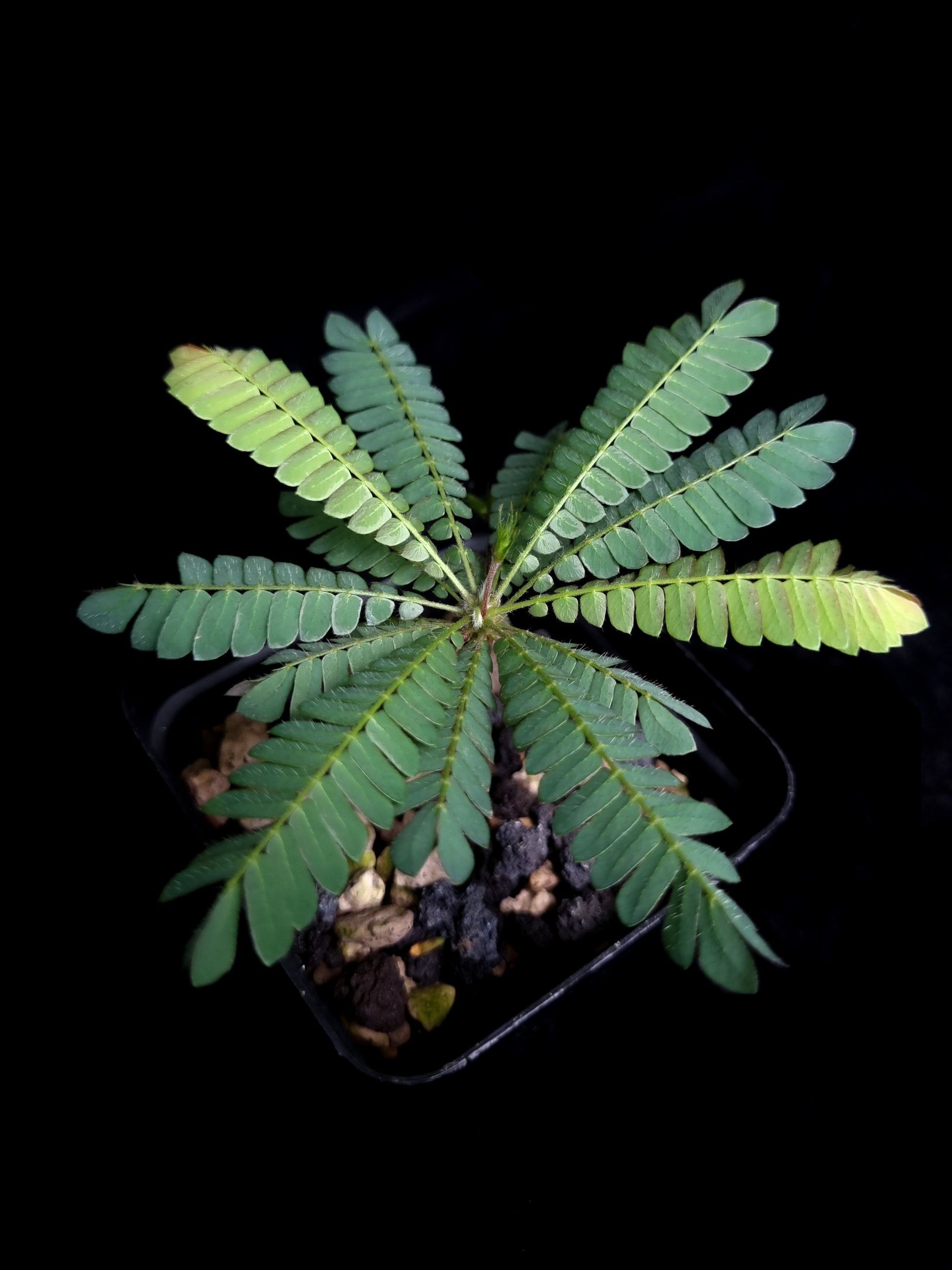 Biophytum sensitivum sale Singapore top view