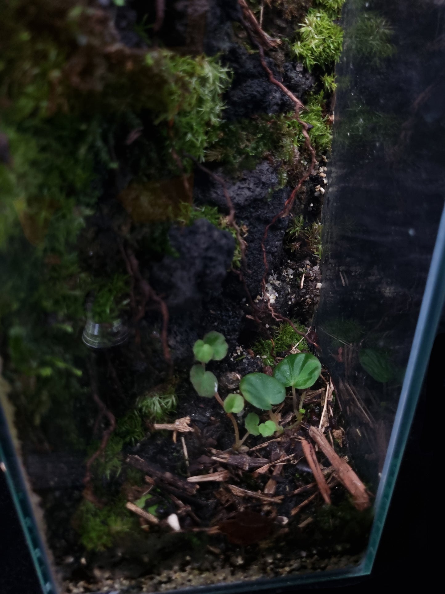 Begonia Rock Scape