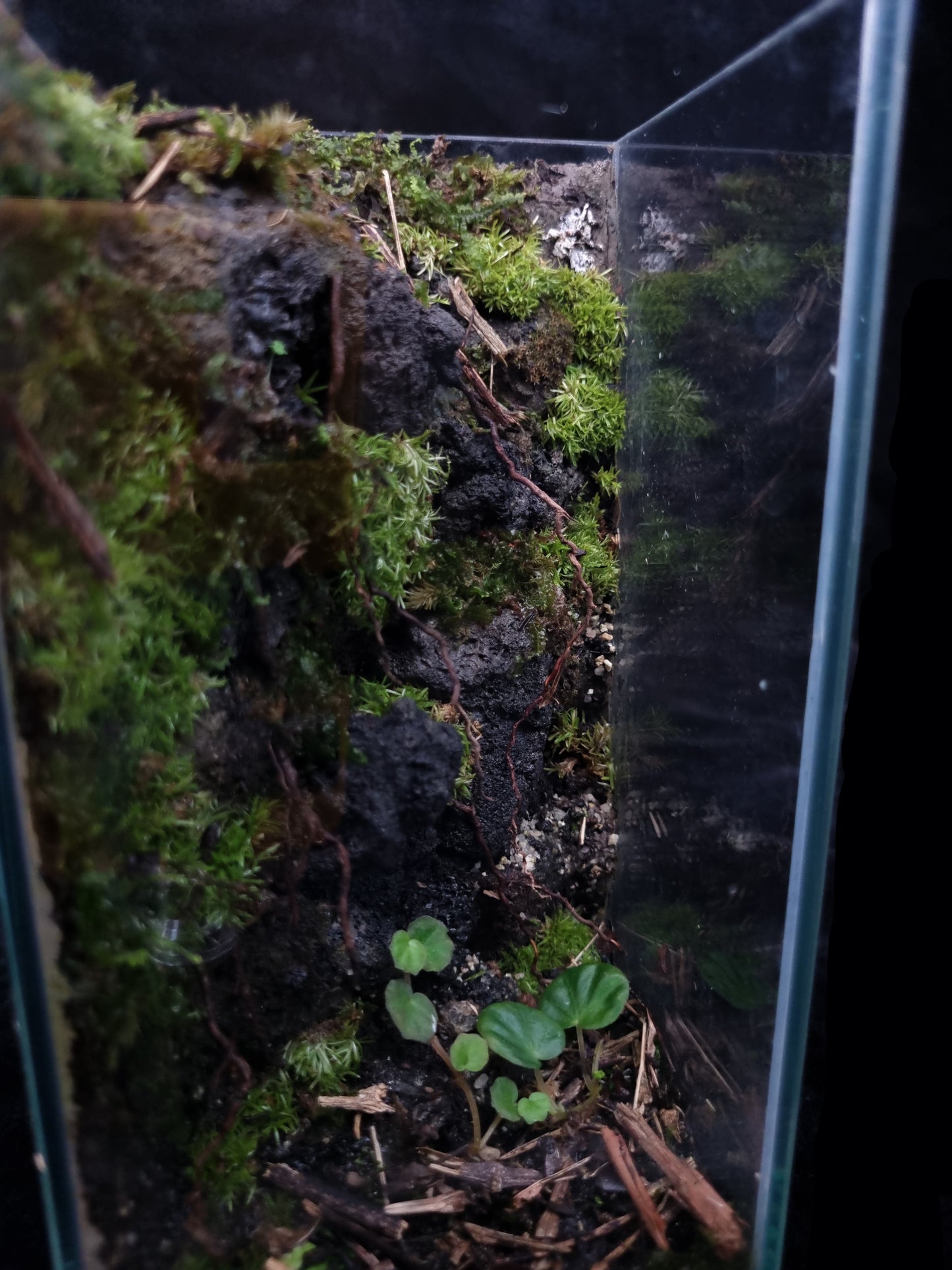 Begonia Rock Scape