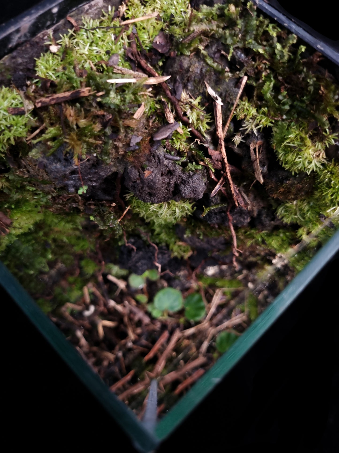 Begonia Rock Scape