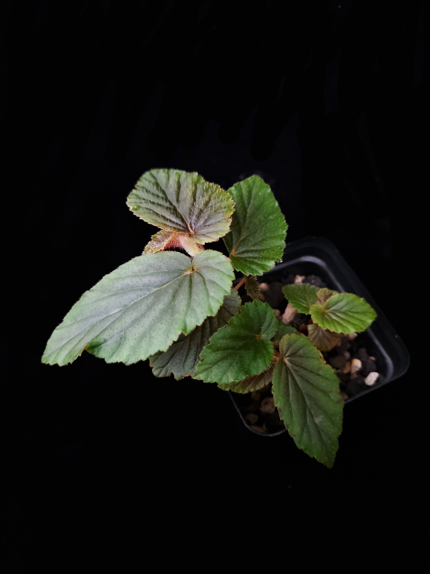 Begonia sp. 'U402'