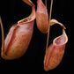 Nepenthes suratensis pitcher plant sale Singapore pitcher detail