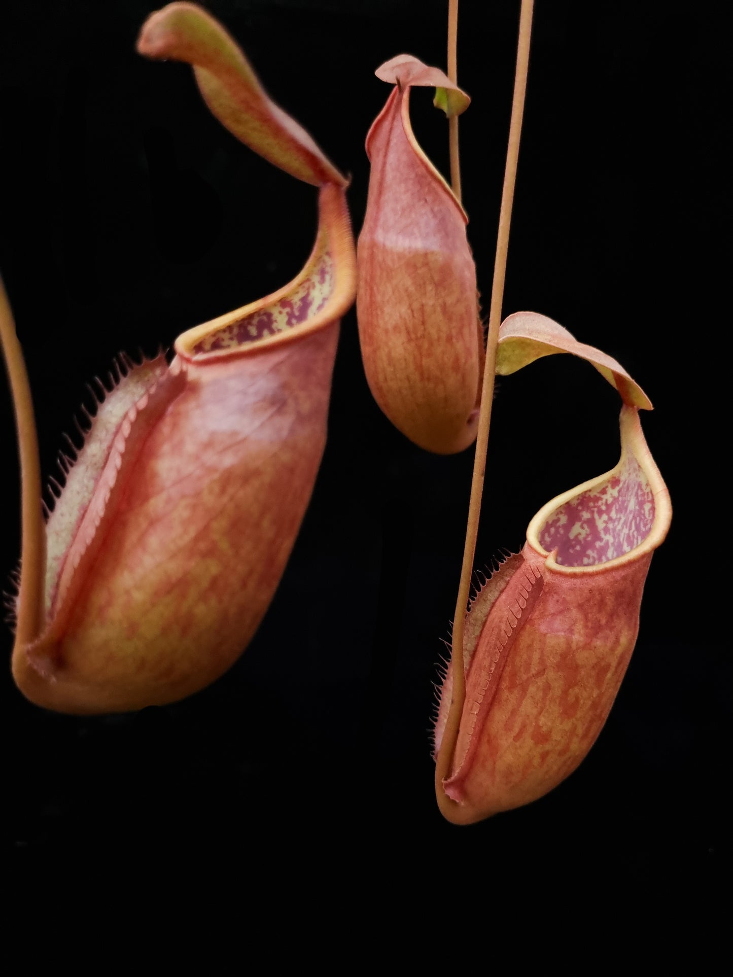 Nepenthes suratensis pitcher plant sale Singapore pitcher detail