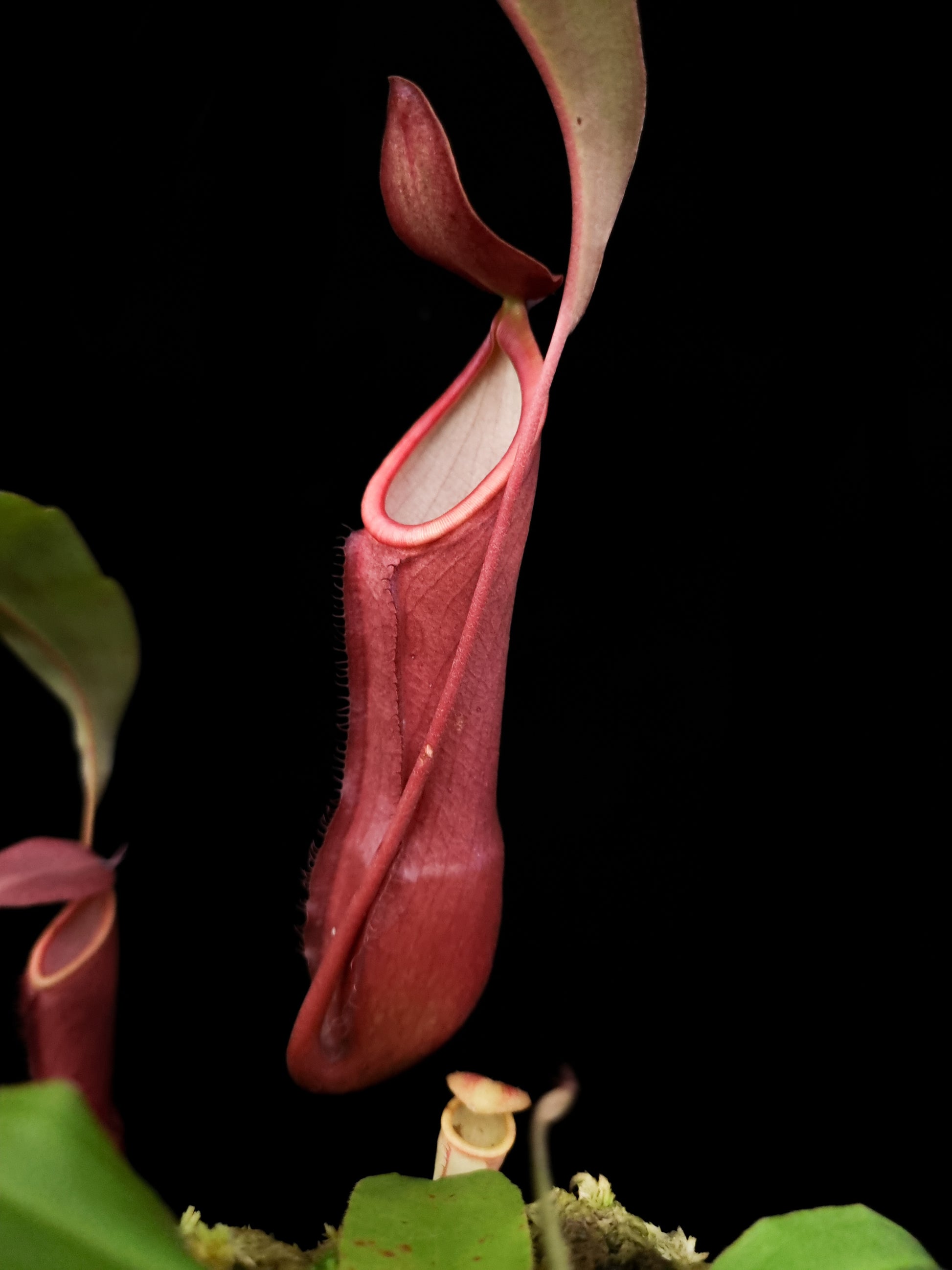 Nepenthes mirabilis pitcher plant sale Singapore pitcher detail