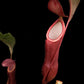 Nepenthes mirabilis pitcher plant sale Singapore pitcher detail