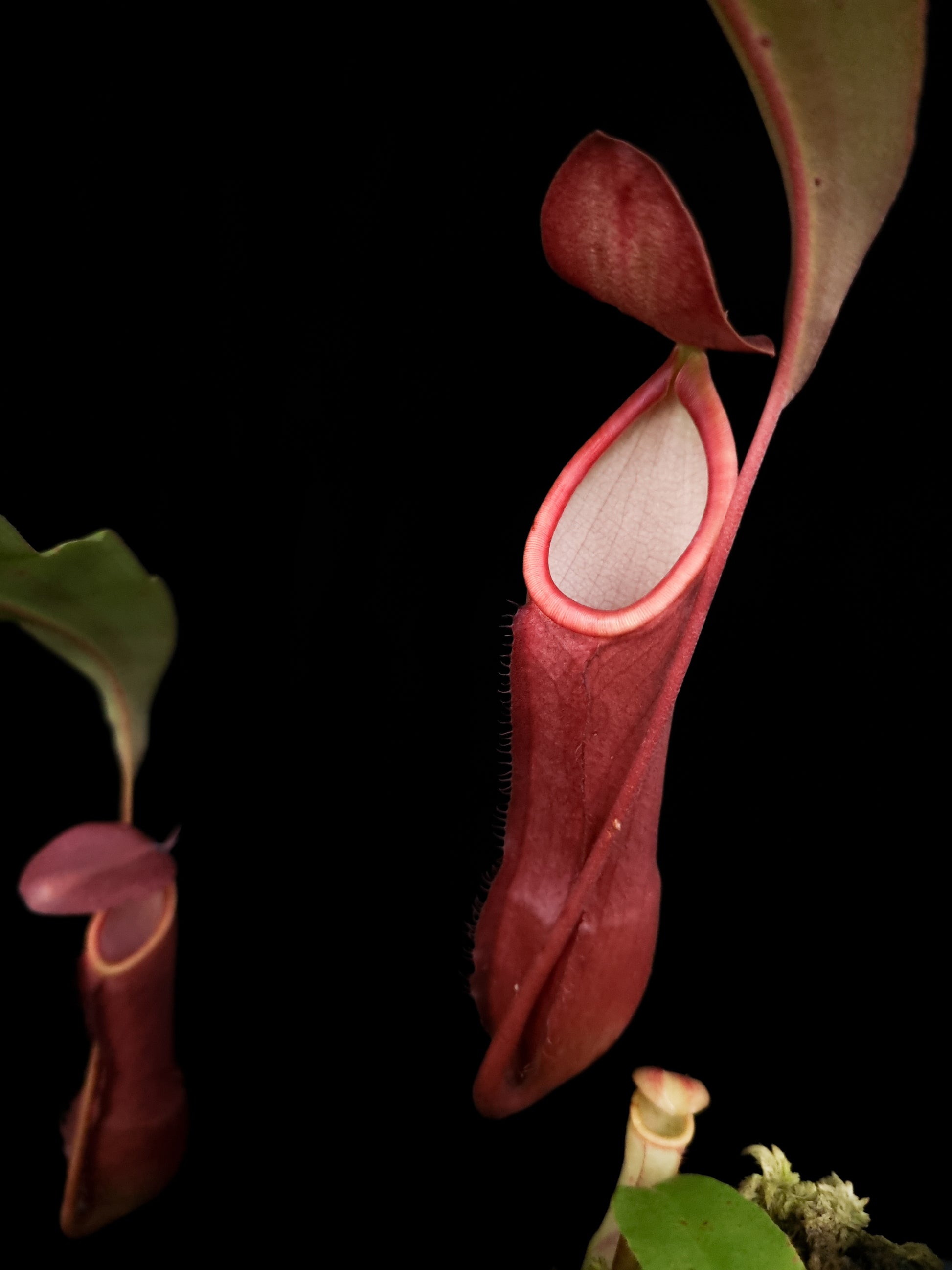 Nepenthes mirabilis pitcher plant sale Singapore pitcher detail