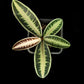 labisia emblemantha urnulata sale Singapore potted plant top view