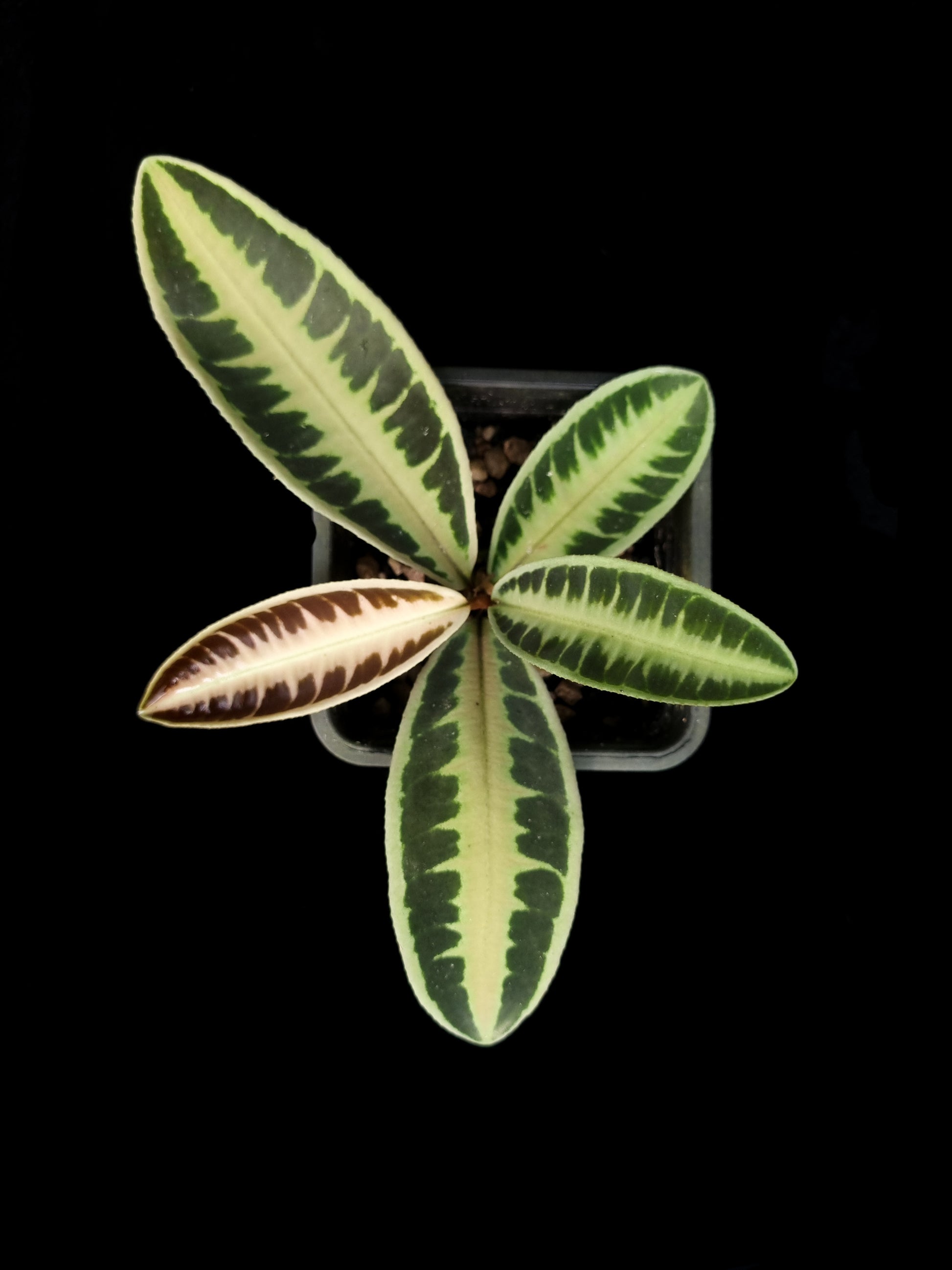 labisia emblemantha urnulata sale Singapore potted plant top view