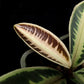 labisia emblemantha urnulata sale Singapore potted plant leaf detail