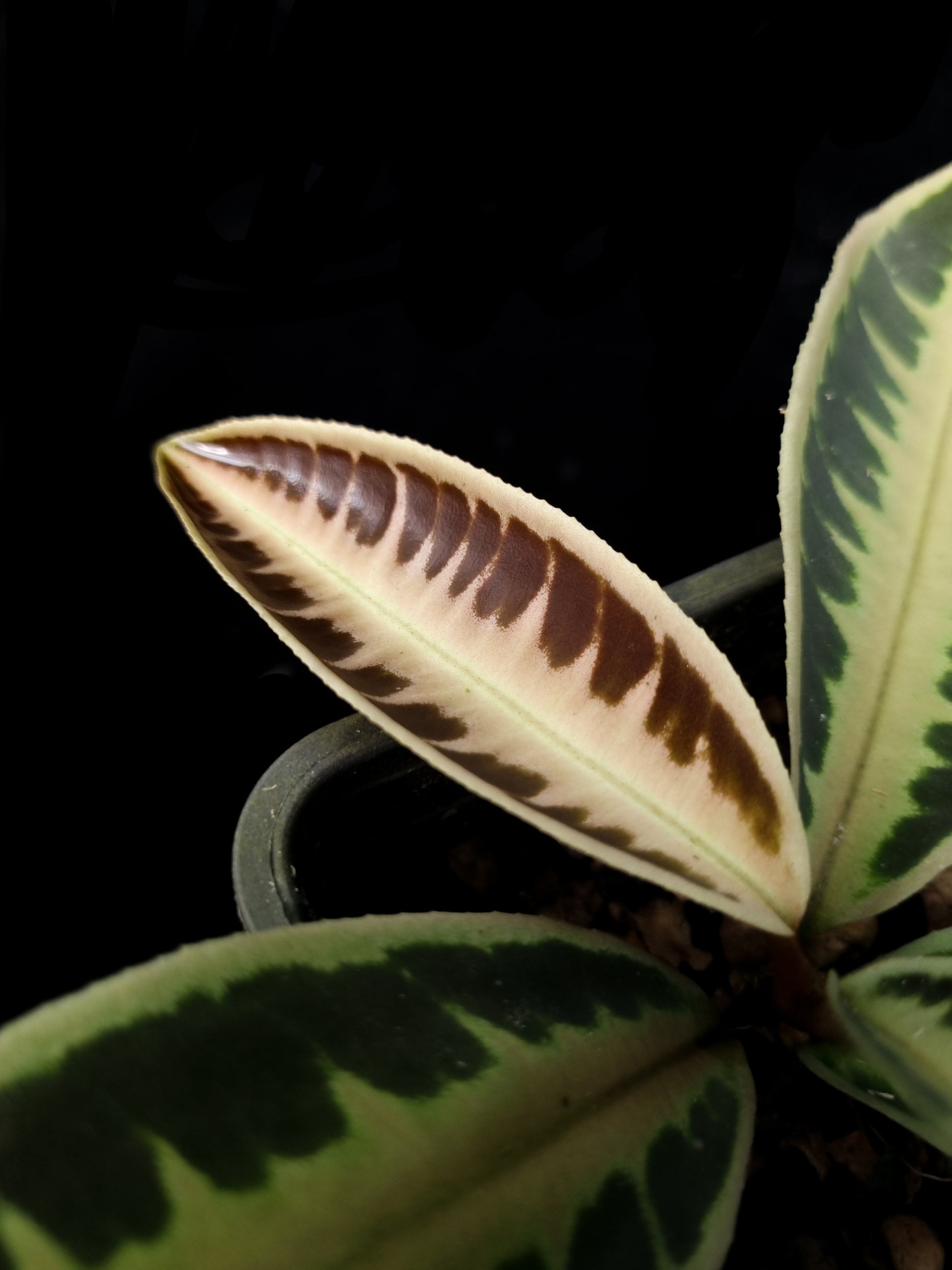 labisia emblemantha urnulata sale Singapore potted plant leaf detail