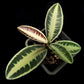 labisia emblemantha urnulata sale Singapore potted plant side view