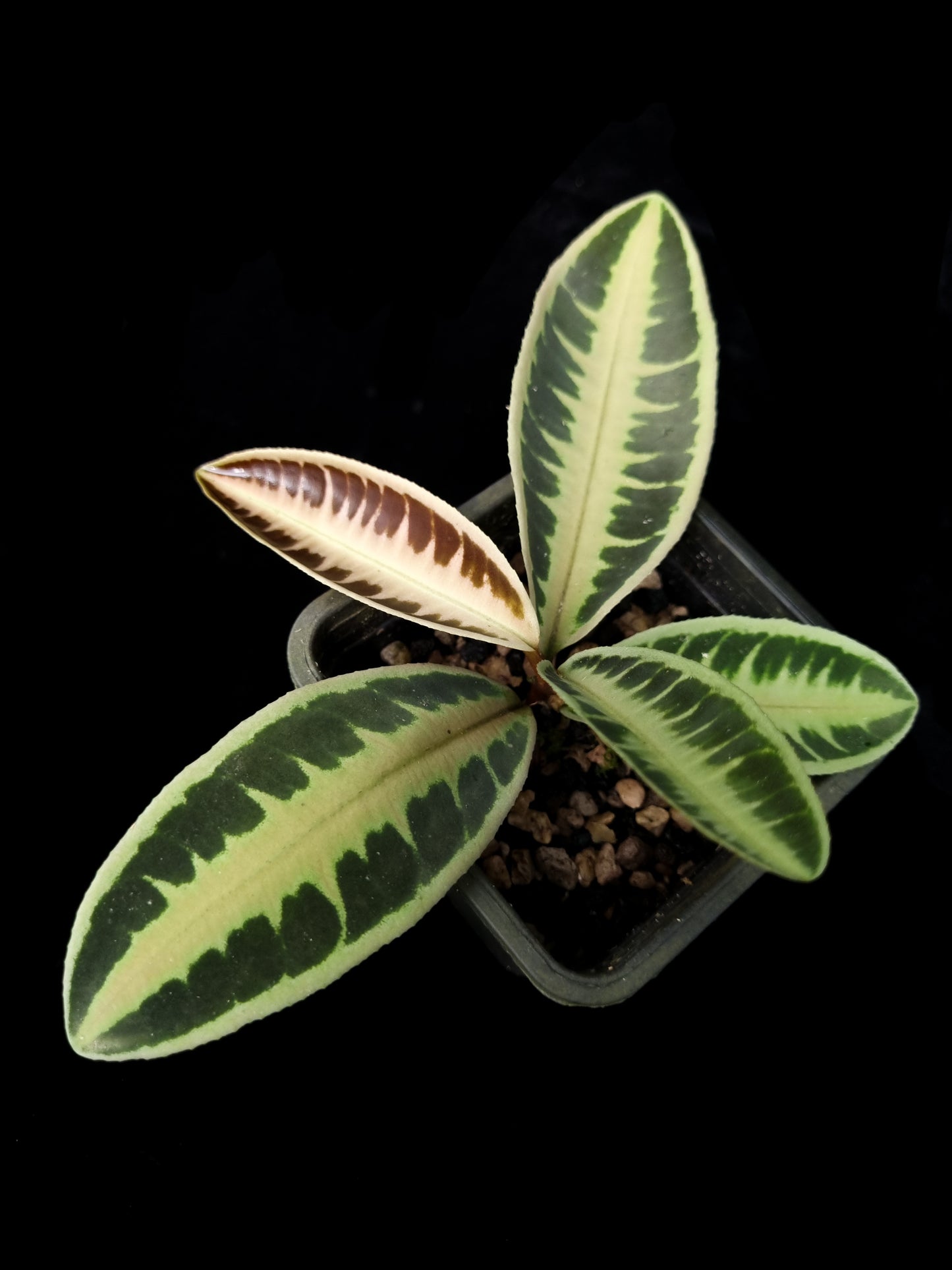 labisia emblemantha urnulata sale Singapore potted plant side view