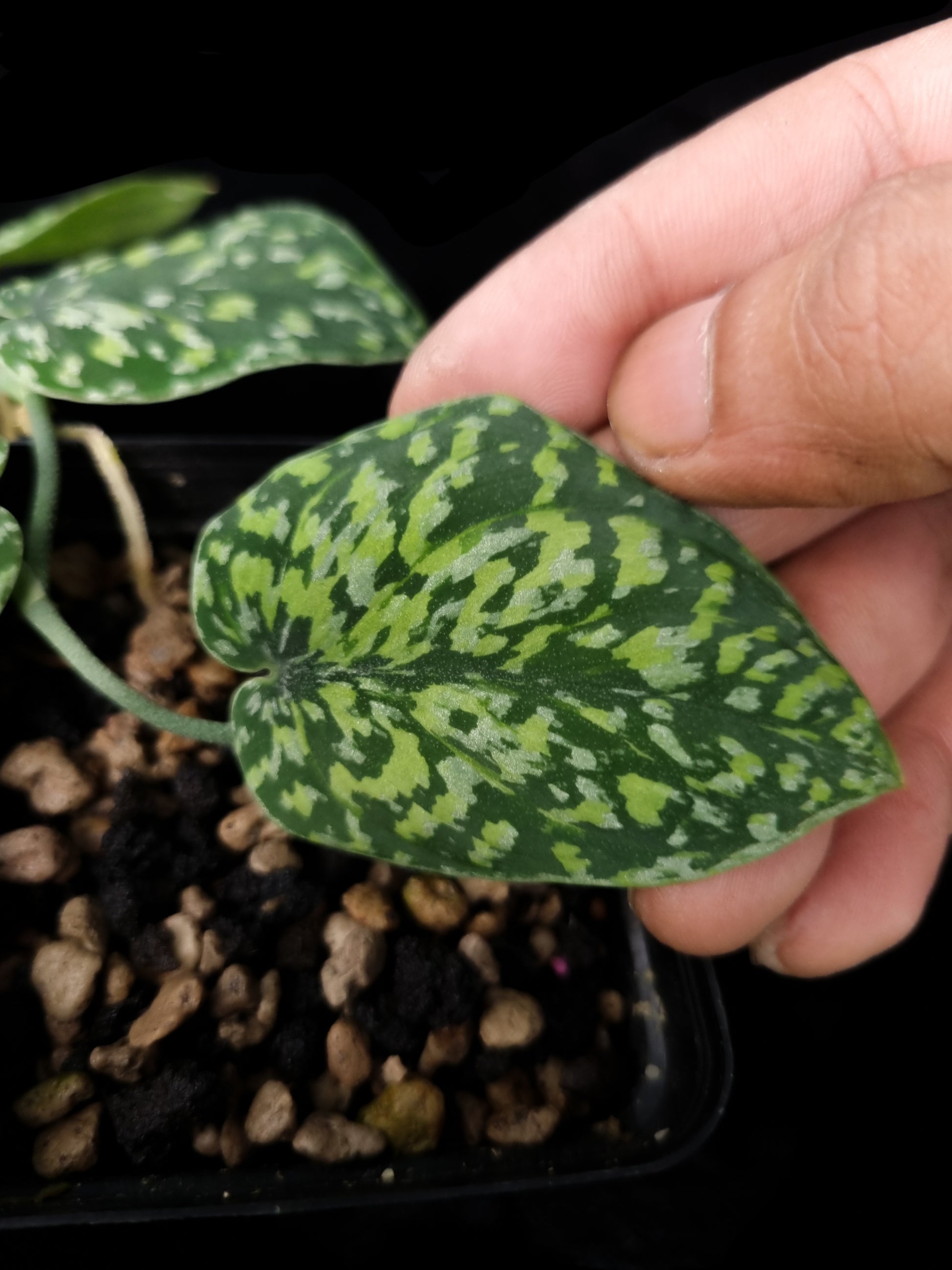 Scindapsus sp tricolour sale Singapore potted plant leaf detail