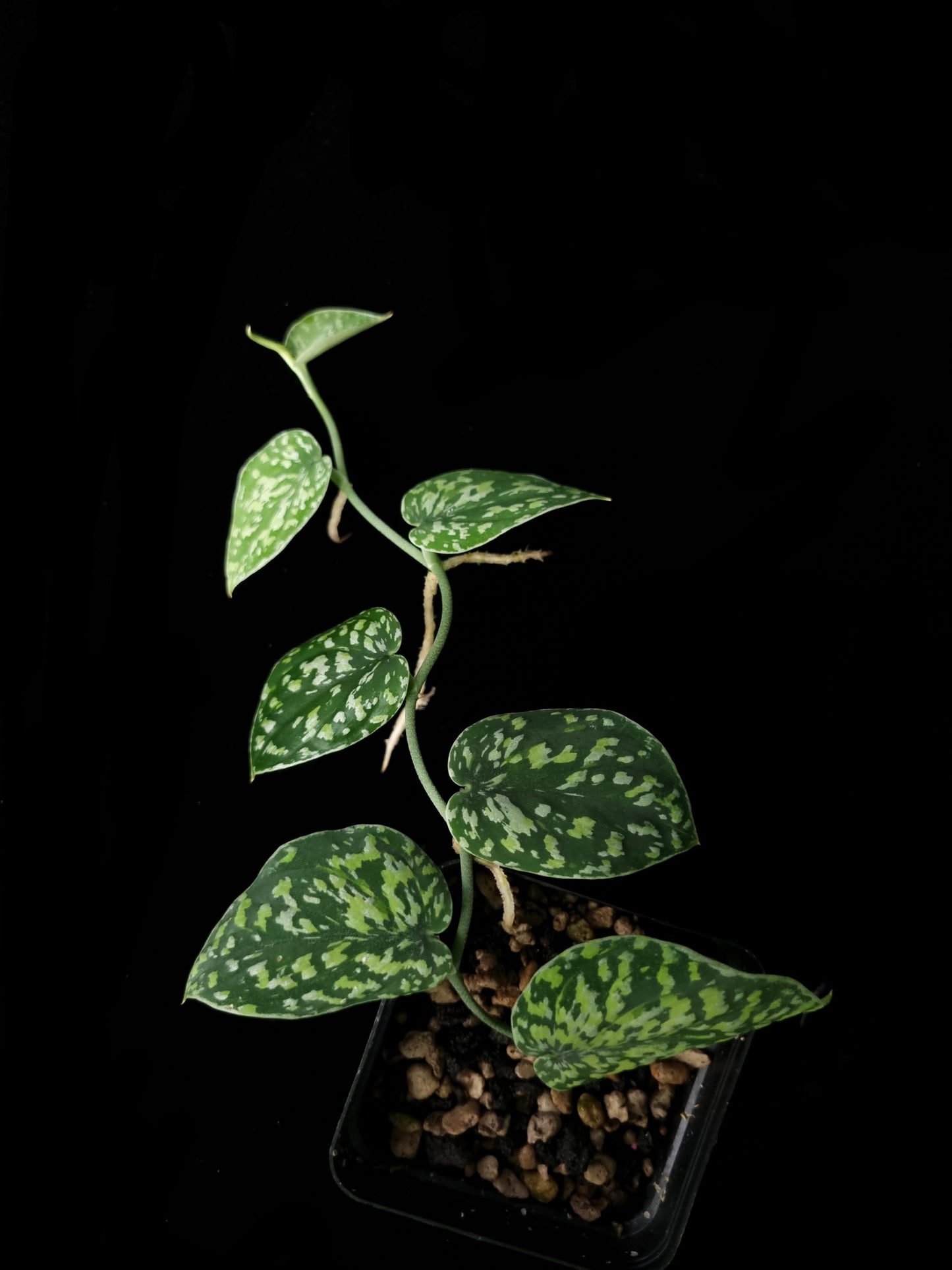 Scindapsus sp tricolour sale Singapore potted plant top view