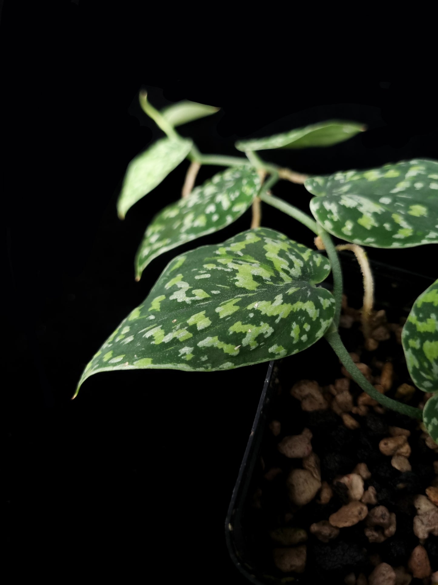 Scindapsus sp tricolour sale Singapore potted plant leaf detail