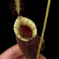 Nepenthes hookeriana black miracle pitcher plant hybrid sale Singapore 