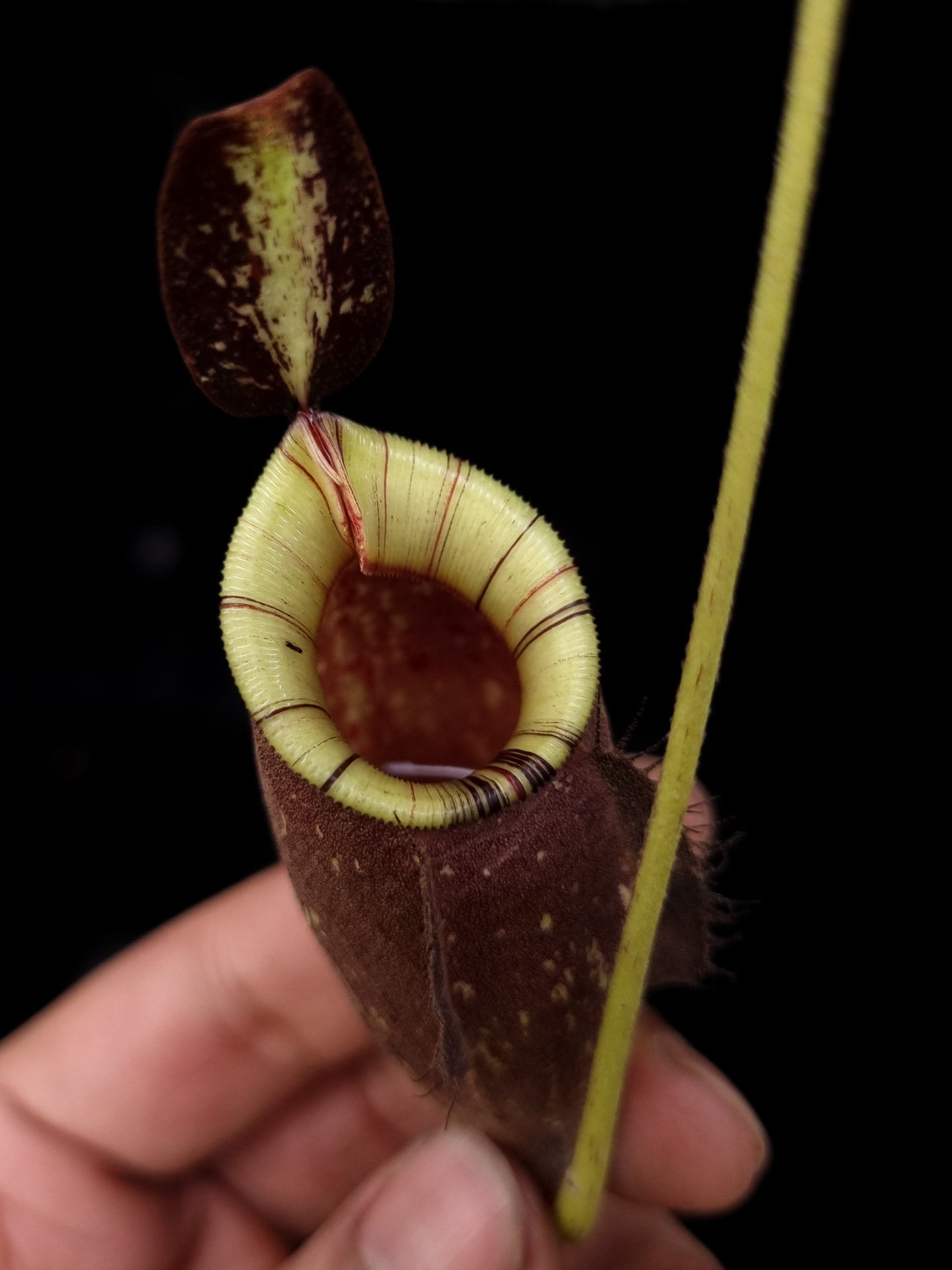 Nepenthes hookeriana black miracle pitcher plant hybrid sale Singapore 