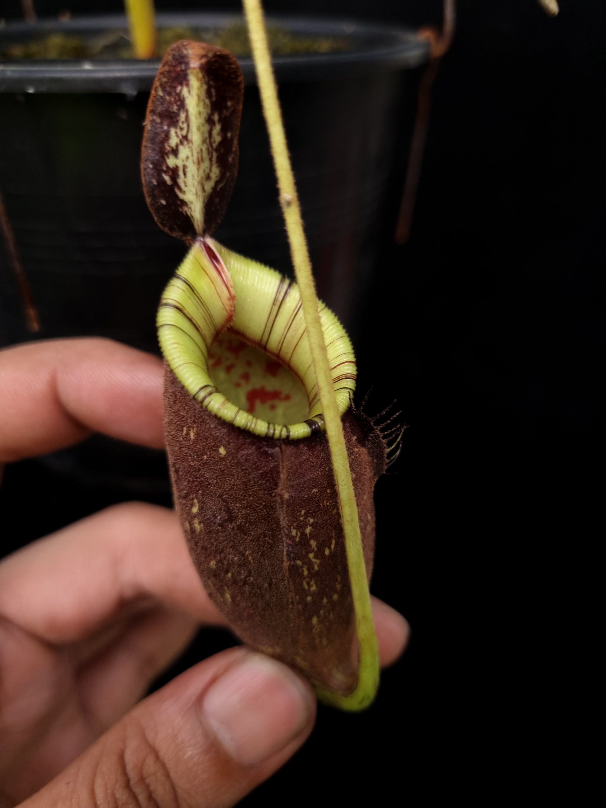 Nepenthes hookeriana black miracle pitcher plant hybrid sale Singapore 