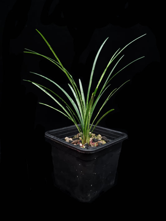 Ophiopogon variegated sale Singapore potted plant side view