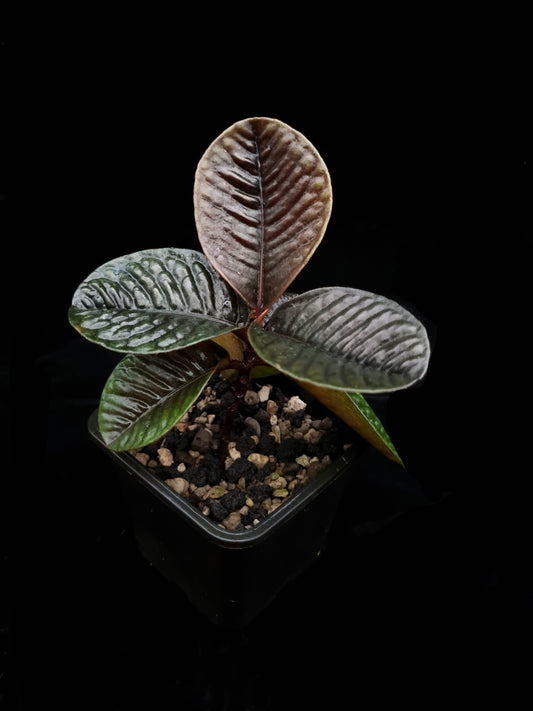 labisia sp kalimantan sale Singapore potted plant side view 