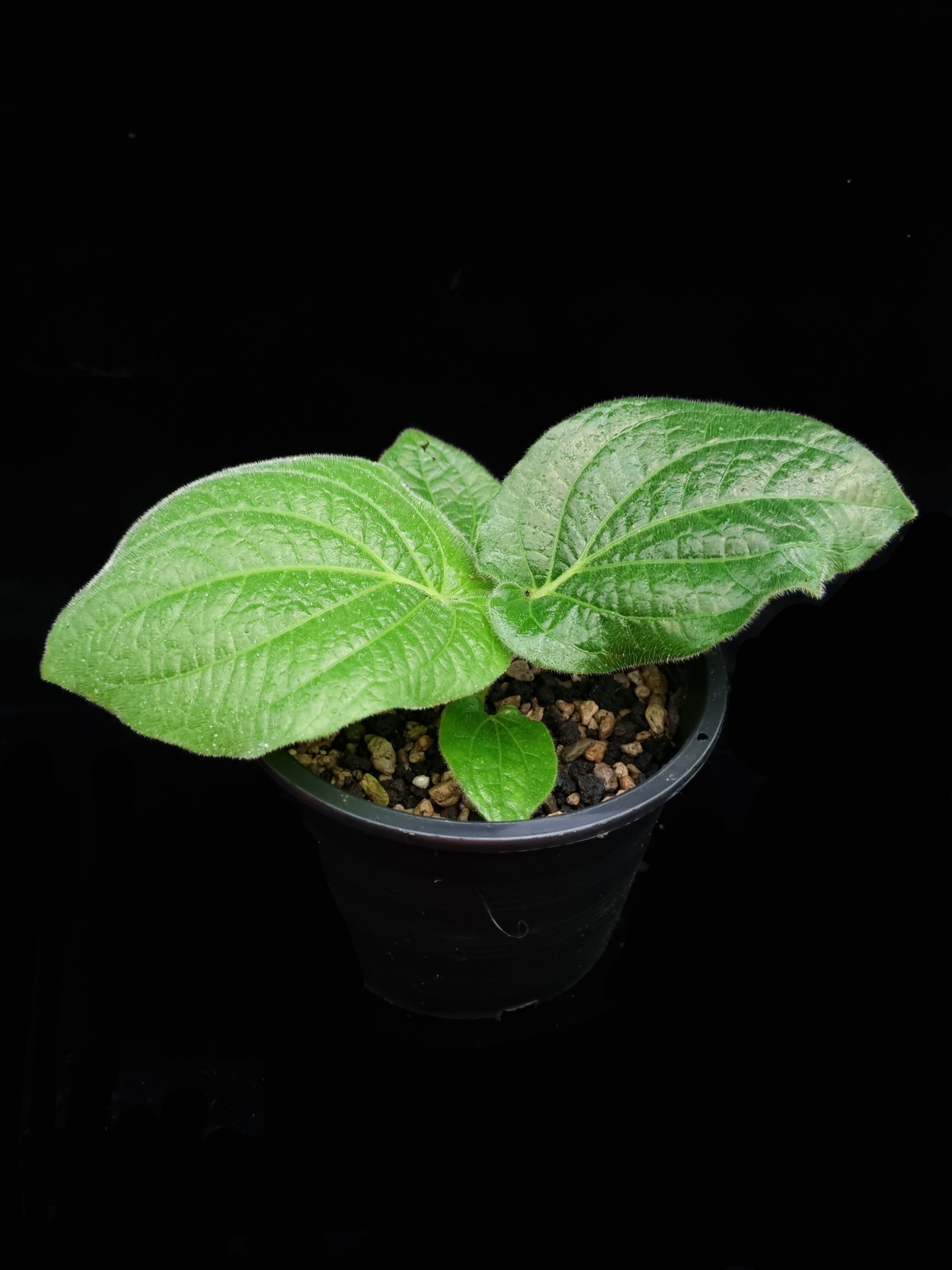 Piper sp sale Singapore potted plant top view