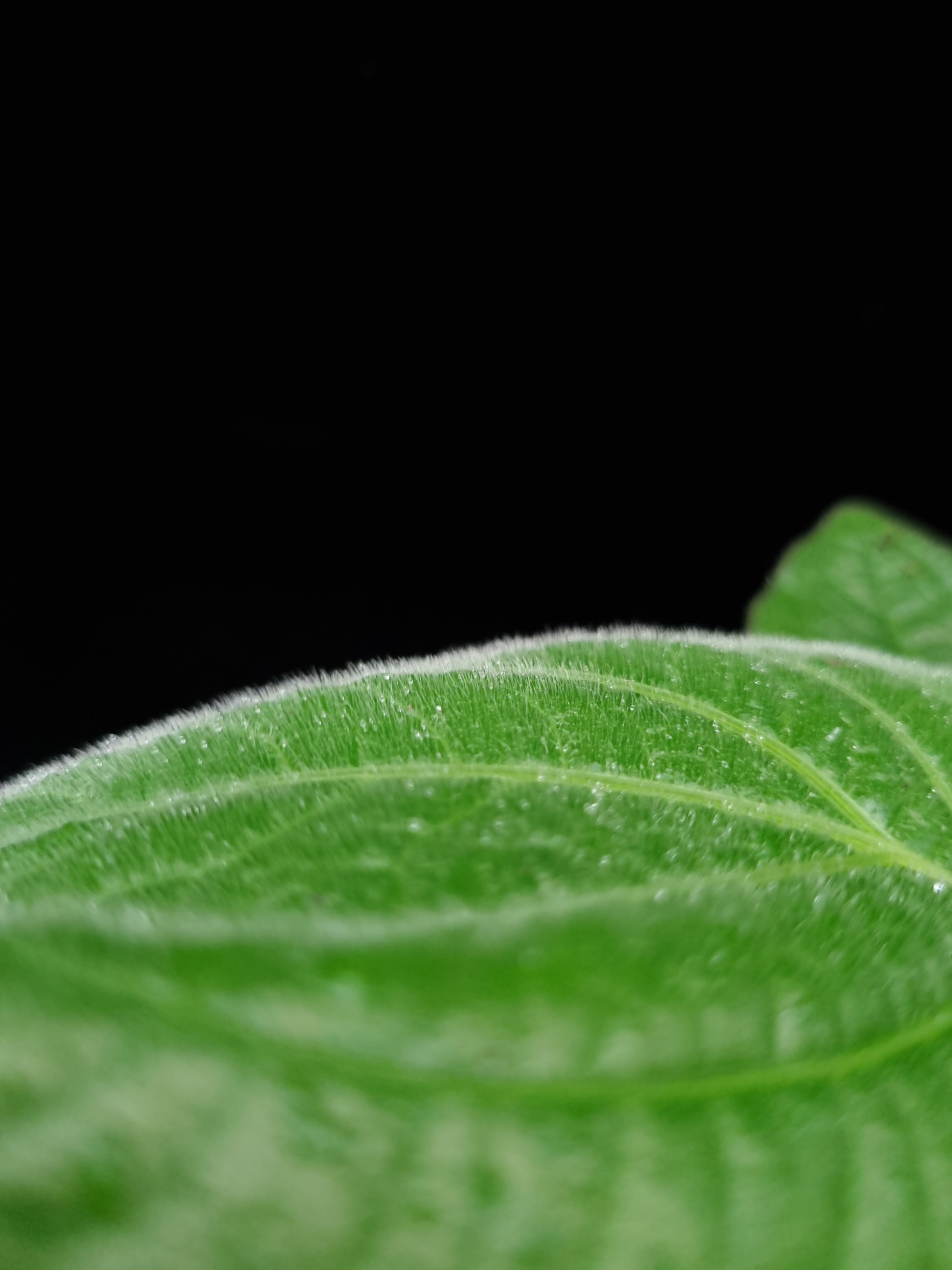 Piper sp sale Singapore potted plant leaf detail