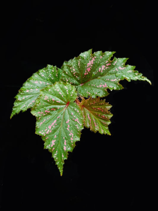 Begonia serratipetala sale Singapore top view