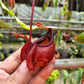 Nepenthes orbiculata pitcher plant carnivorous plants sale Singapore lower pitcher