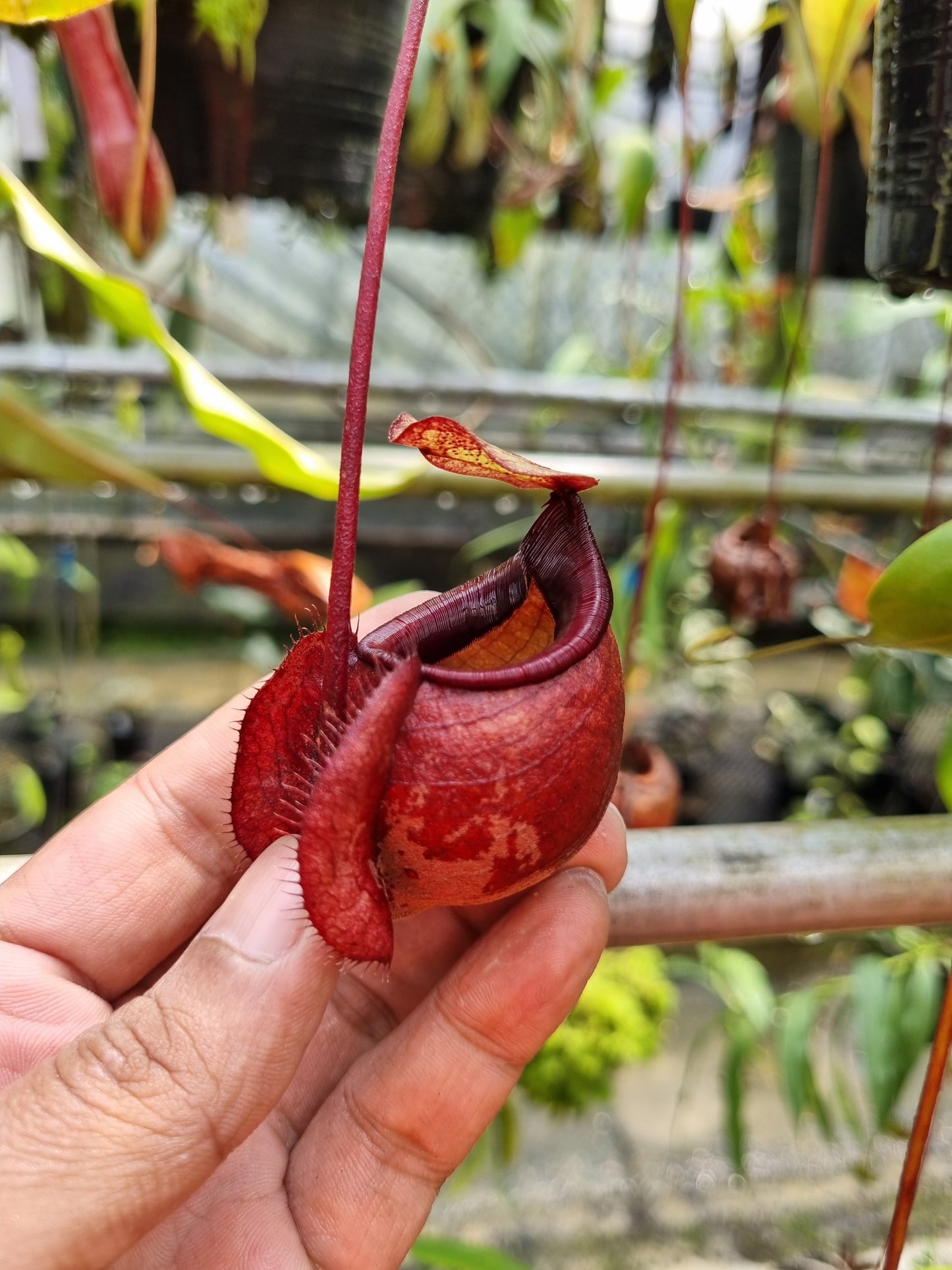 Nepenthes orbiculata pitcher plant carnivorous plants sale Singapore lower pitcher