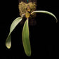 Bulbophyllum orthosepalum orchid sale Singapore